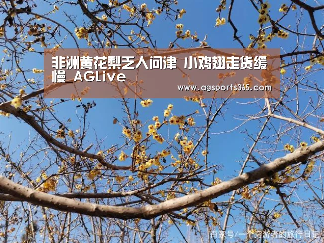 非洲黄花梨乏人问津 小鸡翅走货缓慢_AGLive(图1) 非洲黄花梨乏人问津 小鸡翅走货缓慢_AGLive(图1)