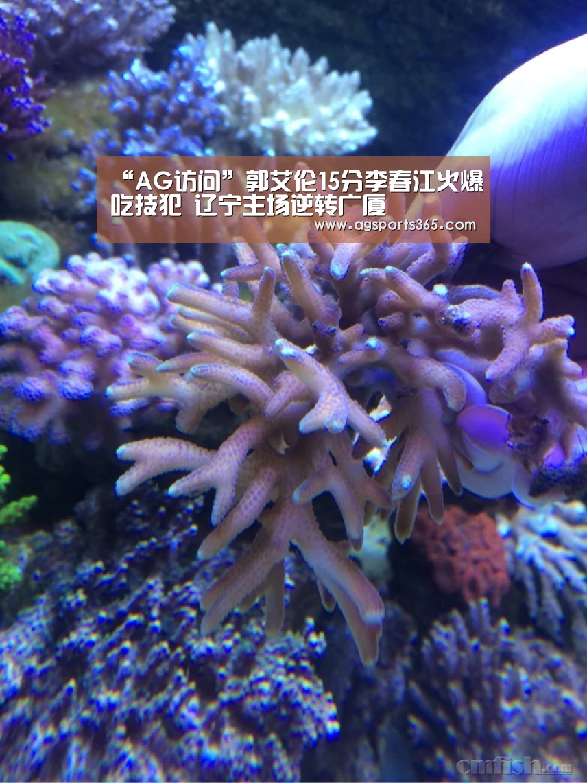 “AG访问”郭艾伦15分李春江火爆吃技犯 辽宁主场逆转广厦(图1) AG访问